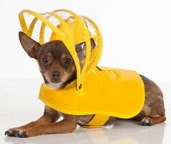 dog raincoat