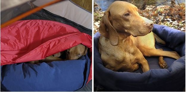 a dog inside sleeping bag