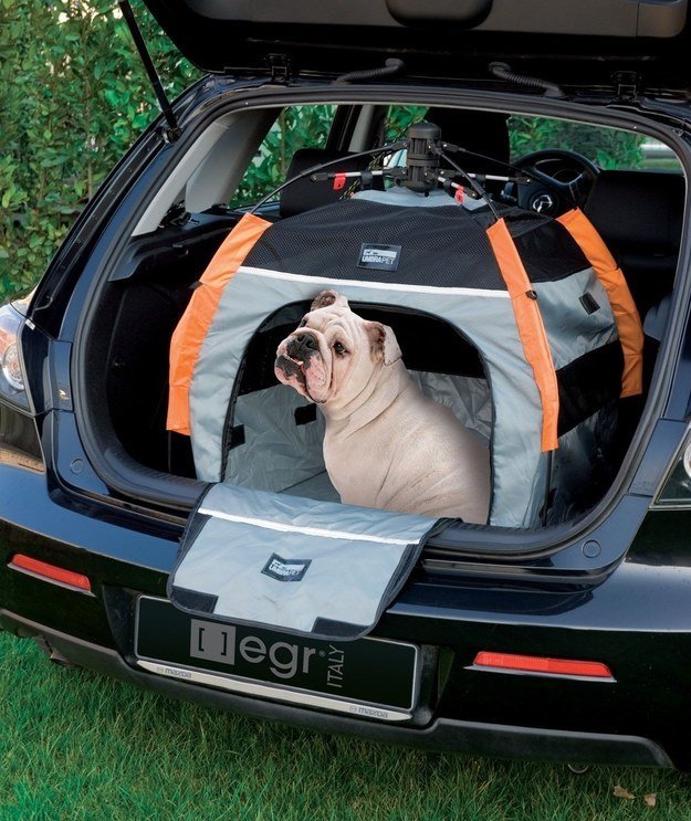 a dog inside dog tent