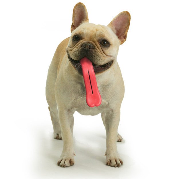 a dog with tongue ball in mouth
