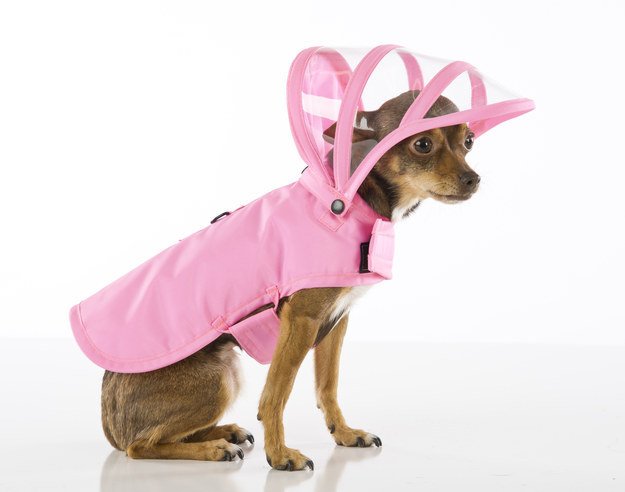 dog wearing rain coat with hood