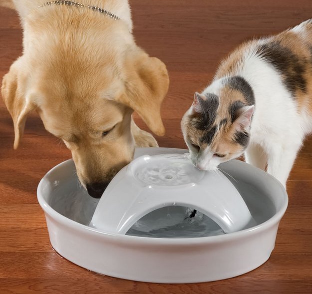 dog-water-fountain