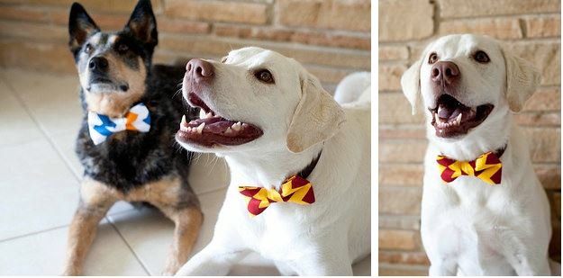 dog wearing bow tie