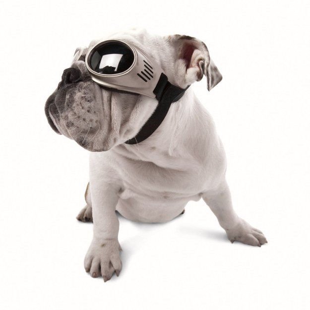 dog wearing goggles