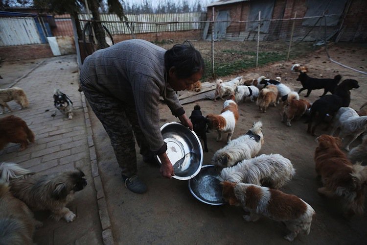 dogs-bowl