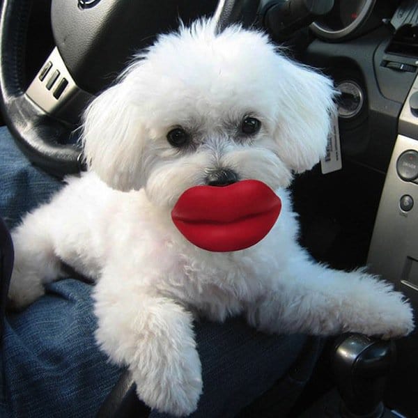 dogs-lips-two