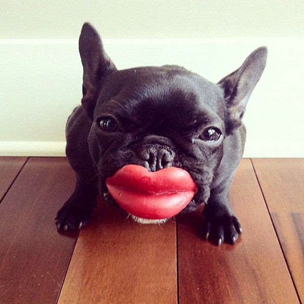 dogs-lips