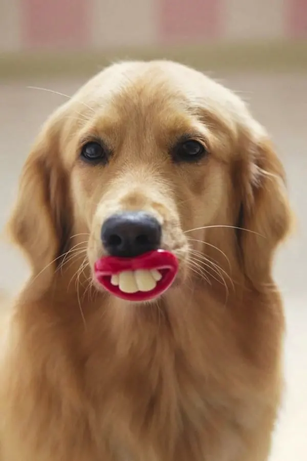 dogs-lipstick