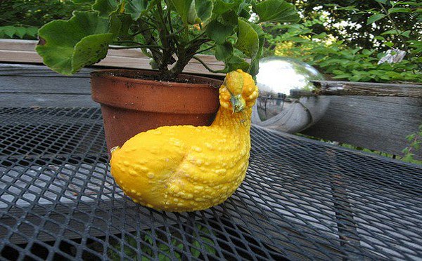 duck gourd
