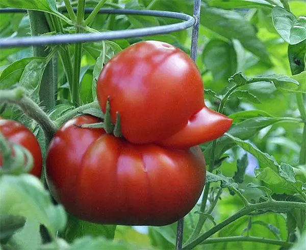 duck tomato