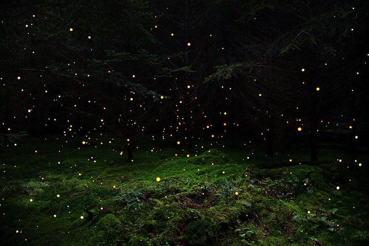forest-lights
