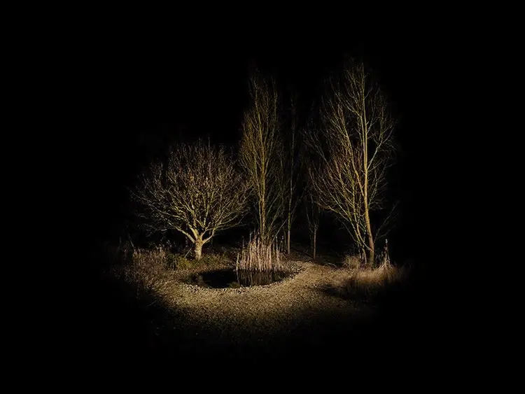 forest-night