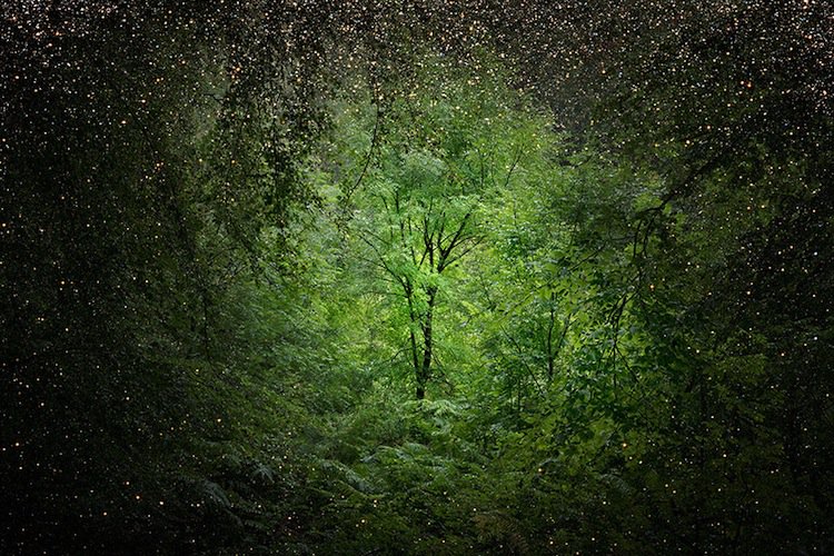 forest-twinkle