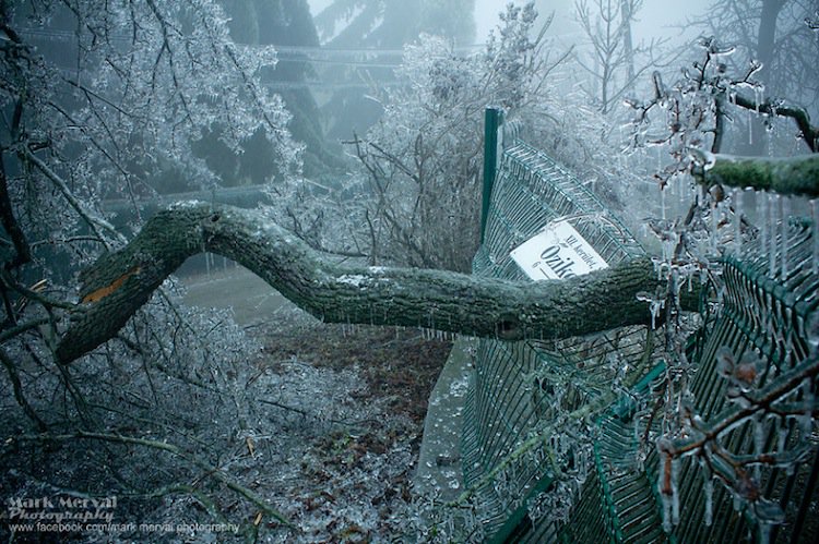 frozen-tree