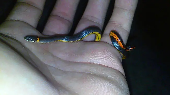blue snake with vibrant yellow and orange scales 