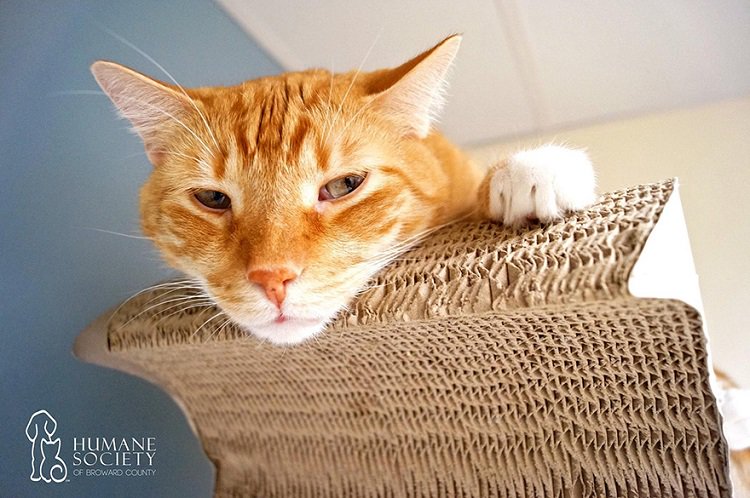 hsus-broward-county-ginger-cat