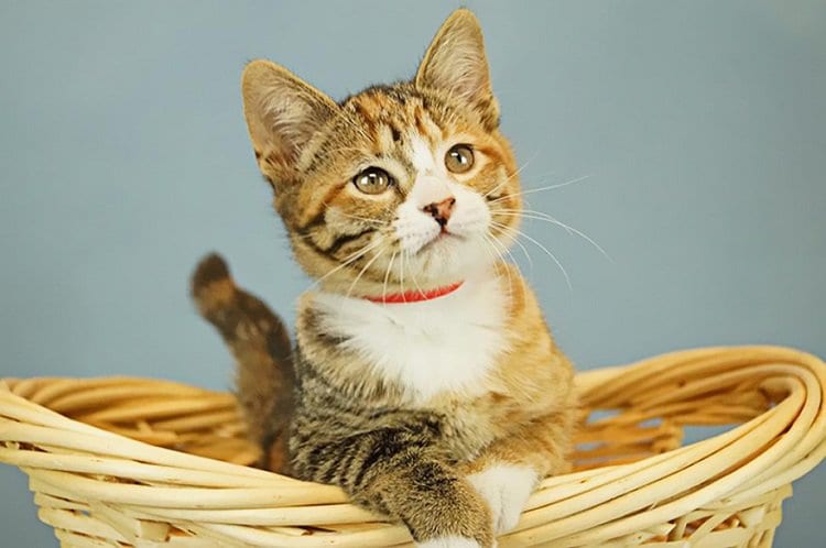 hsus-broward-county-kitten