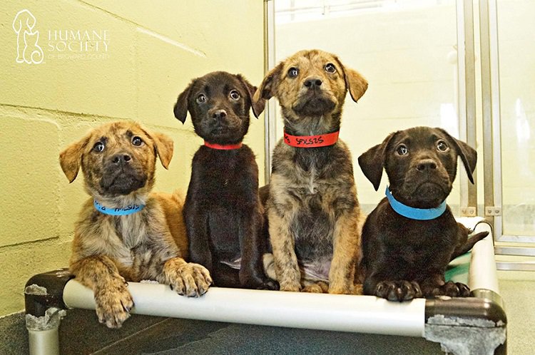 hsus-broward-county-puppies