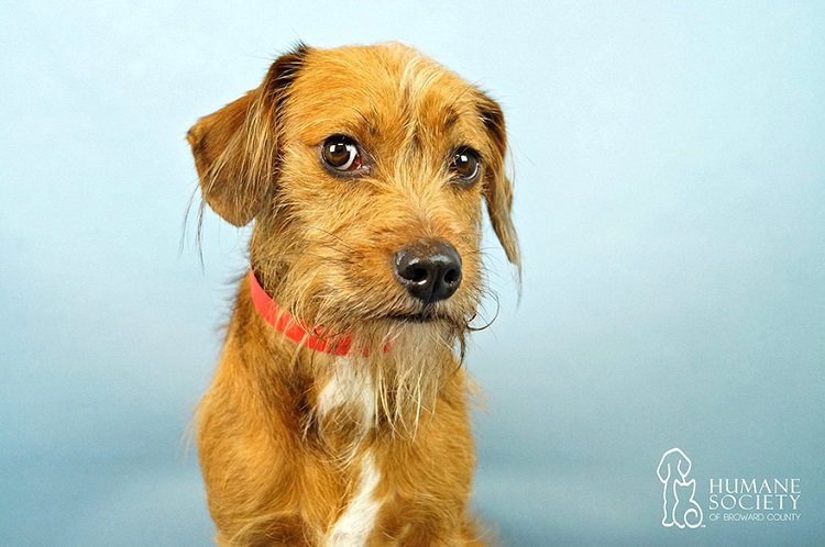 hsus-broward-county-shaggy