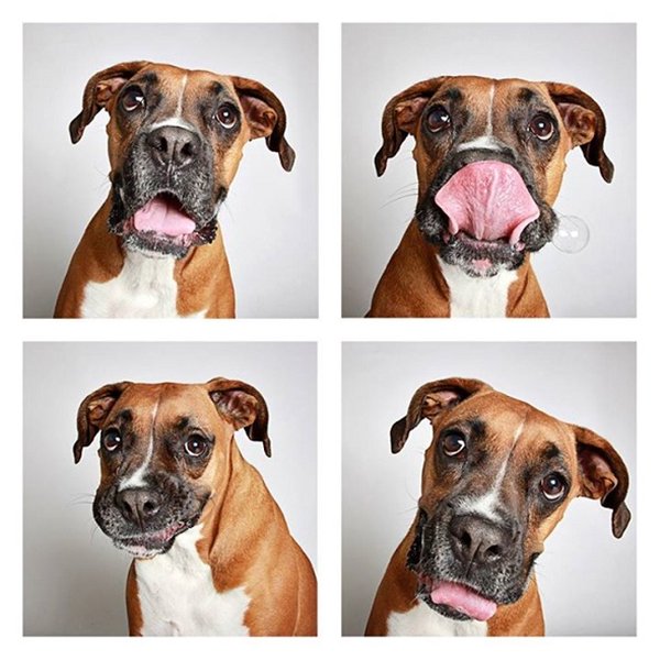 hsus-utah-photobooth-andie