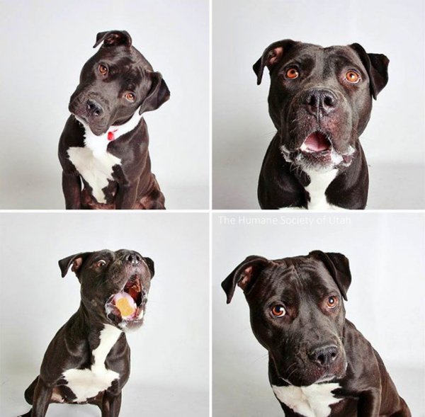 hsus-utah-photobooth-monroe