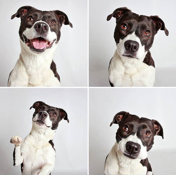 hsus-utah-photobooth-raven