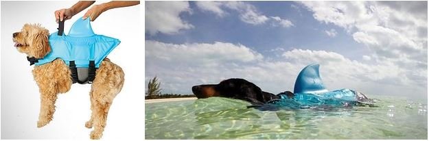 dog wearing life jacket with a shark fin