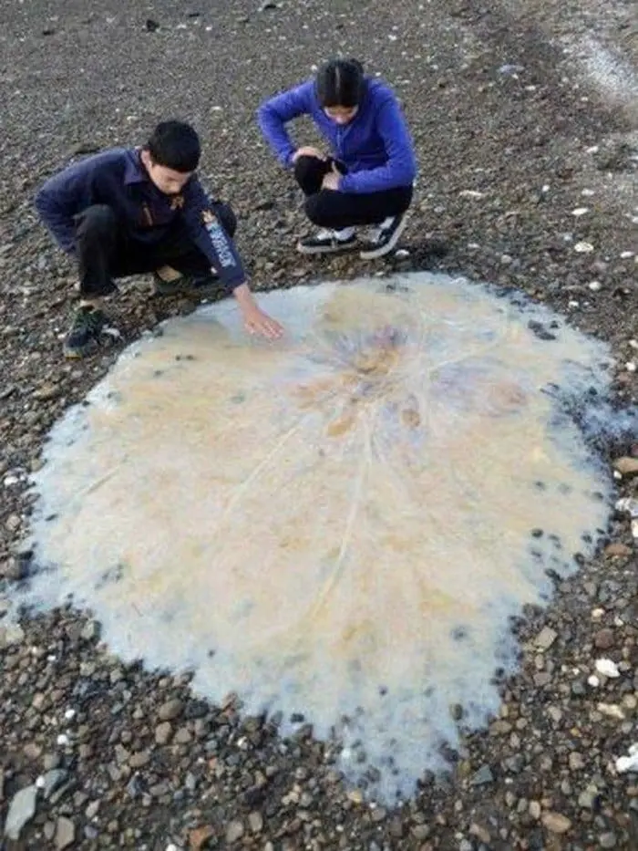 jellyfish kids