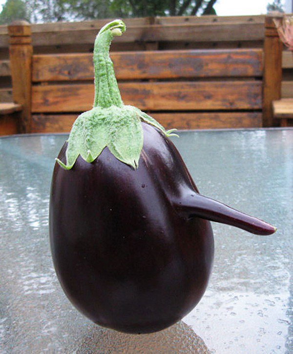 long nosed eggplant