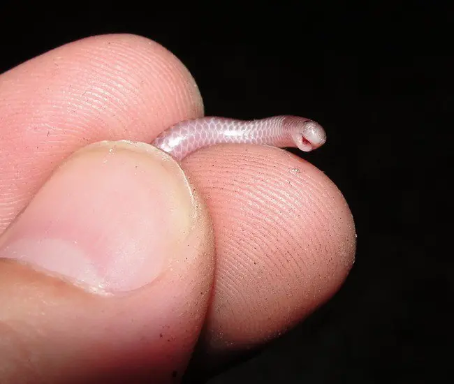 tiny snake being held with 3 fingers 