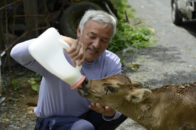 naoto-fukushima-calf