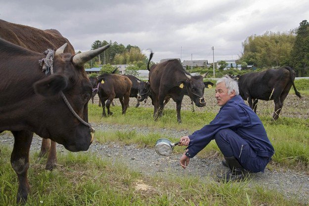 naoto-fukushima-cows