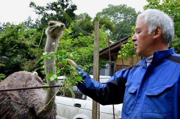 naoto-fukushima-ostrich