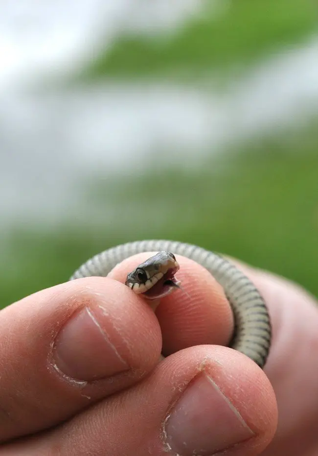 tiny snake being held with mouth open tongue sticking out 
