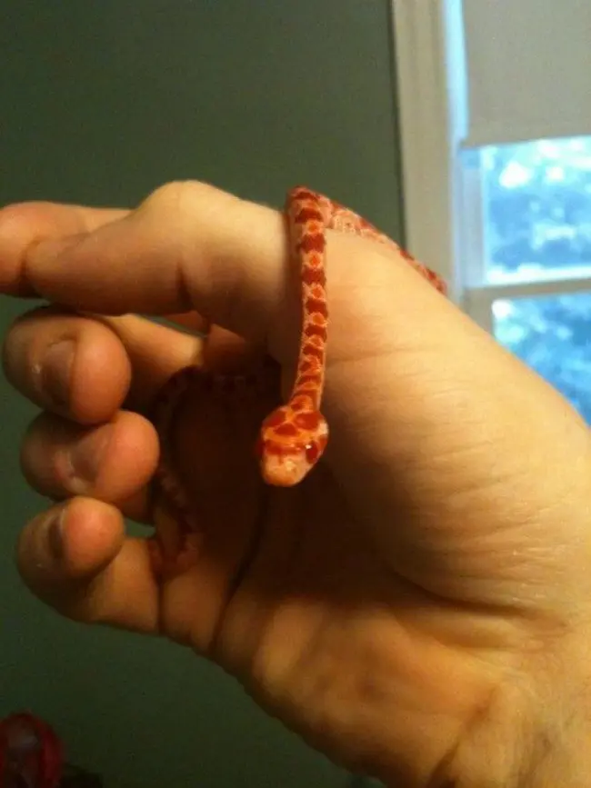 orange snake slithering on hand 