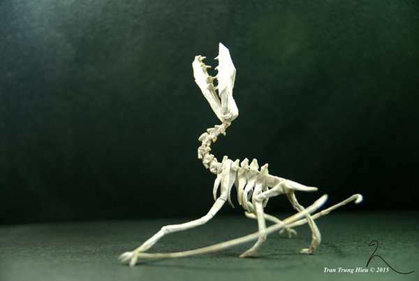 origami-skeleton