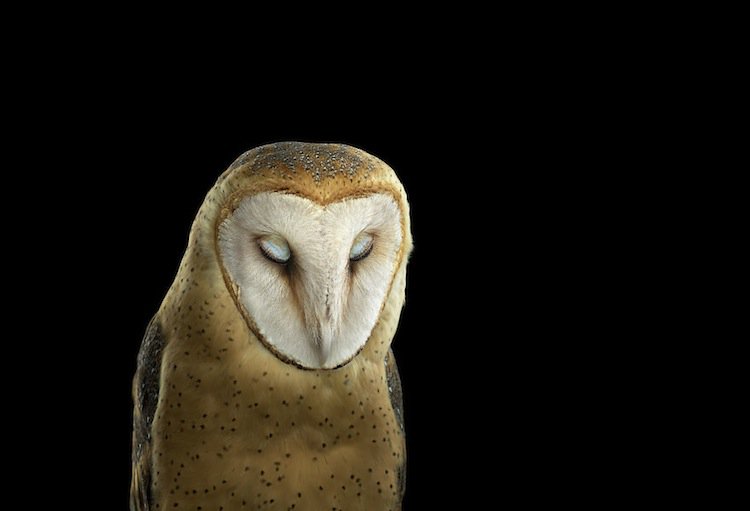 owl-barn