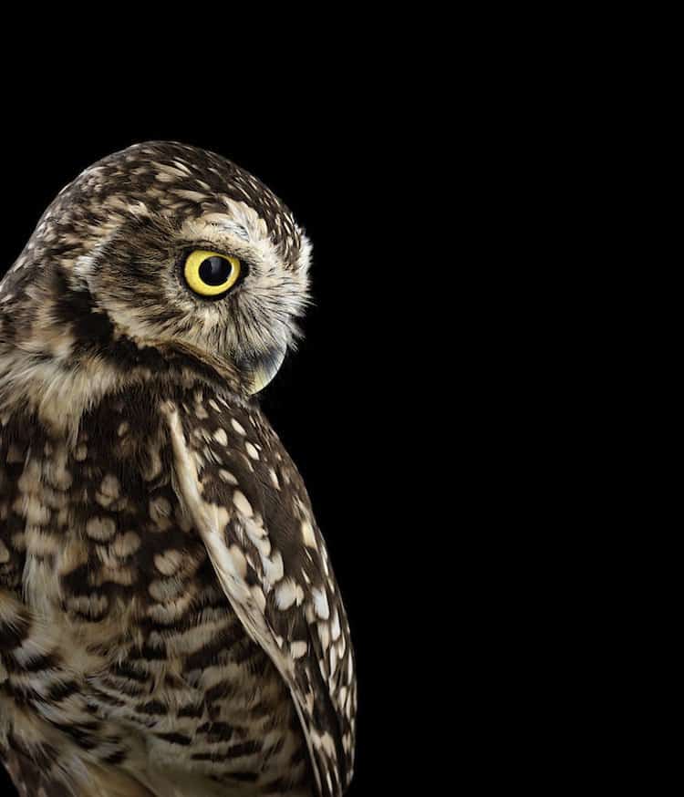 owl-burrowing-two
