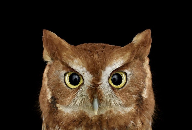owl-eastern-two