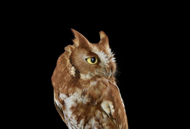 owl-eastern