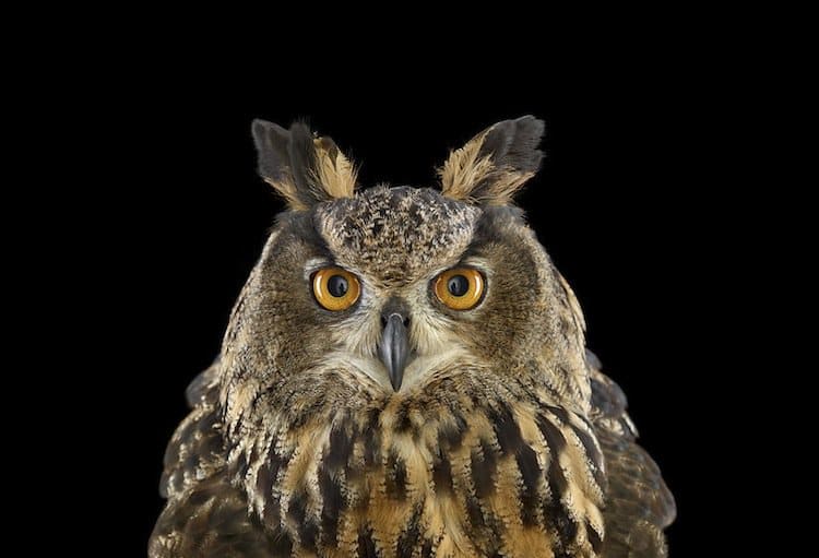 owl-eurasian-two
