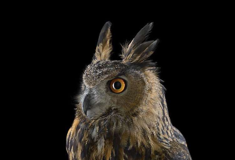 owl-eurasian