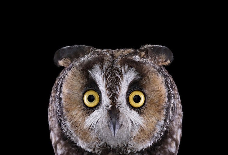 owl-long-eared