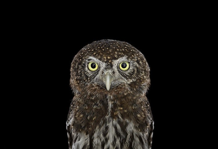 owl-northern-two