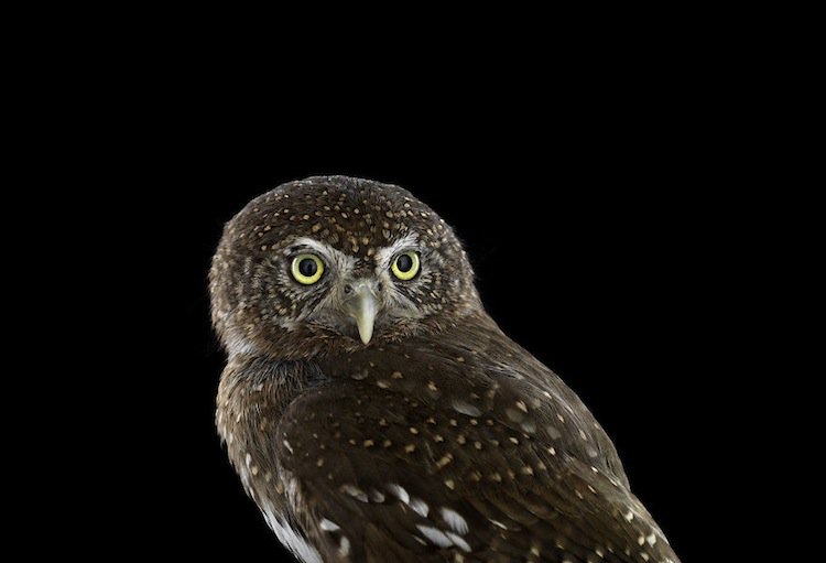owl-northern