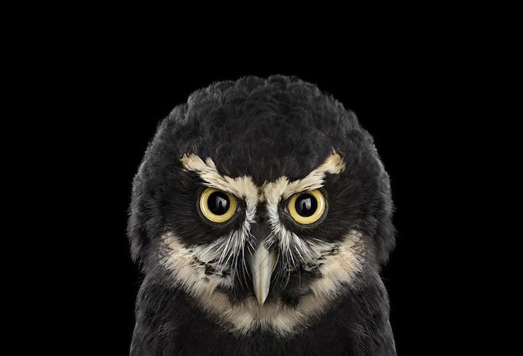 owl-spectacled