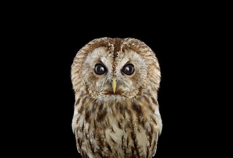 owl-tawny
