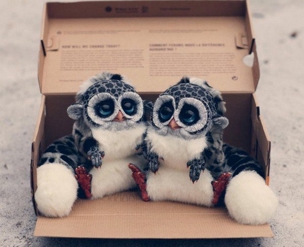 pair owl like creatures