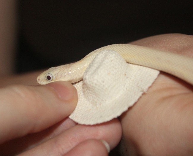 small cream color snake with mini sombrero 