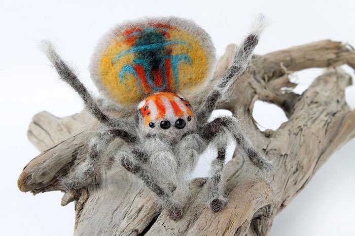 peacock spider